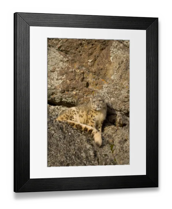Framed Print : Snow leopard {Panthera uncia} on rocky ground, China, captive Framed Print : Snow leopard {Panthera uncia} on rocky ground, China, captive