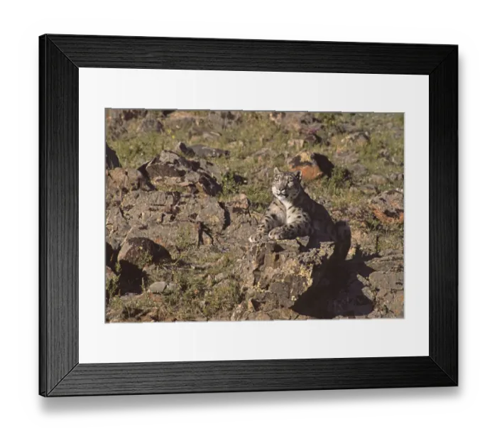 Framed Print : Wild female Snow Leopard (Panthera uncia) resting, camouflaged on rocky mountainside Framed Print : Wild female Snow Leopard (Panthera uncia) resting, camouflaged on rocky mountainside