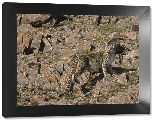 Wild female Snow Leopard (Panthera uncia) standing camouflaged on rocky mountainside