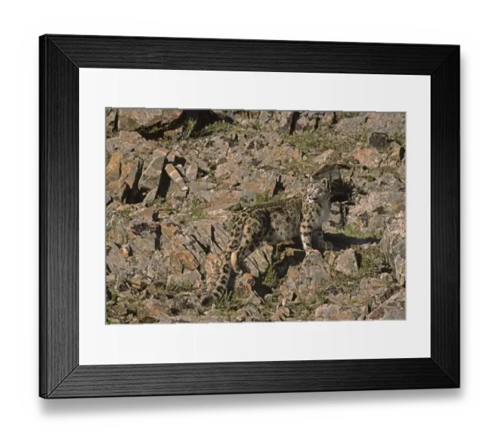 Framed Print : Wild female Snow Leopard (Panthera uncia) standing camouflaged on rocky mountainside Framed Print : Wild female Snow Leopard (Panthera uncia) standing camouflaged on rocky mountainside