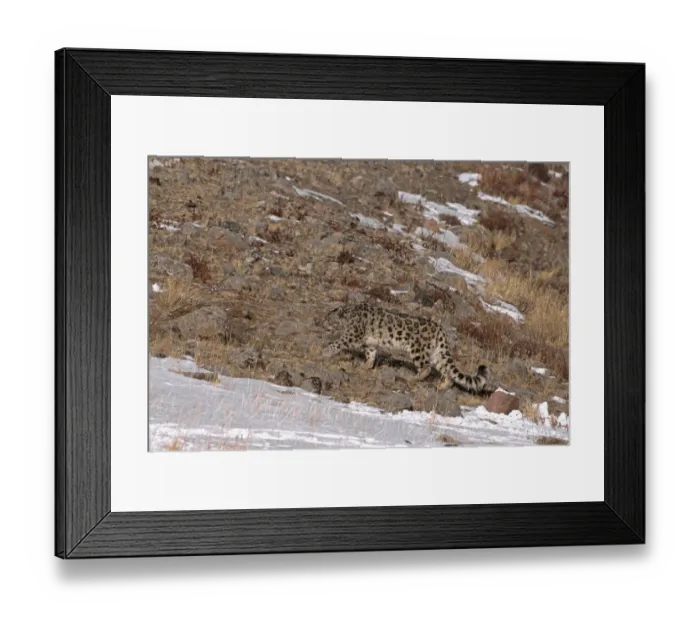 Framed Print : Wild male Snow Leopard (Panthera uncia) walking through barren terrain with snow covered patches