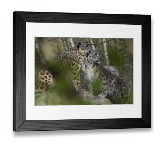 Framed Print : Snow leopards (Panthera uncia) mother and young, captive