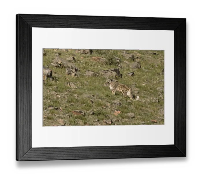 Framed Print : Wild female Snow Leopard (Panthera uncia) portrait, standing on grassy mountainside Framed Print : Wild female Snow Leopard (Panthera uncia) portrait, standing on grassy mountainside