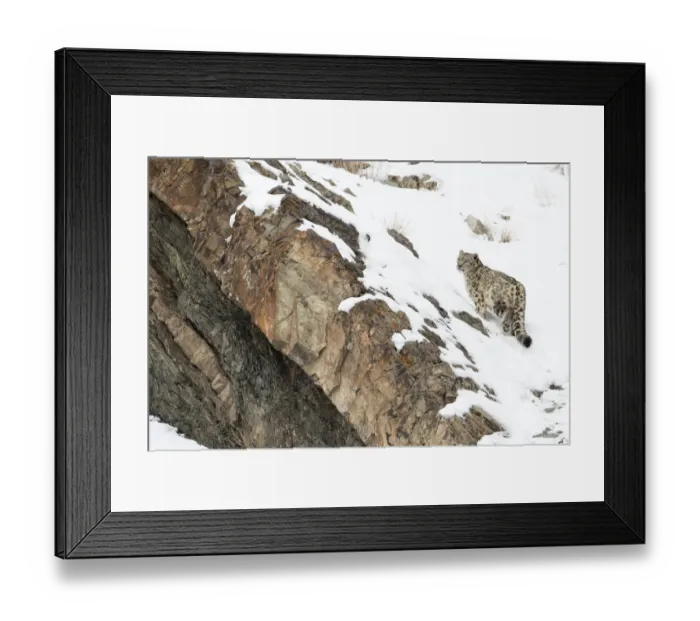 Framed Print : Snow Leopard (Uncia uncia) walking down snow covered slope, Hemas National Park, Ladakh Framed Print : Snow Leopard (Uncia uncia) walking down snow covered slope, Hemas National Park, Ladakh