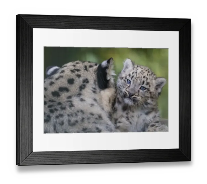 Framed Print : Snow leopard (Panthera uncia) mother grooming cub age three months, captive Framed Print : Snow leopard (Panthera uncia) mother grooming cub age three months, captive