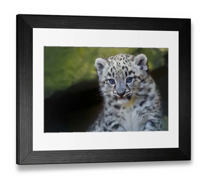 Framed Print : Snow leopard (Panthera uncia) age three months, captive Framed Print : Snow leopard (Panthera uncia) age three months, captive