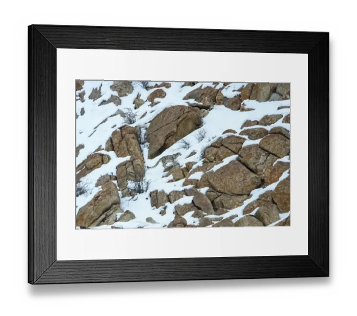 Framed Print : Snow leopard (Panthera uncia) male moving over rocky, snow-covered slopes. Ulley Valley Framed Print : Snow leopard (Panthera uncia) male moving over rocky, snow-covered slopes. Ulley Valley