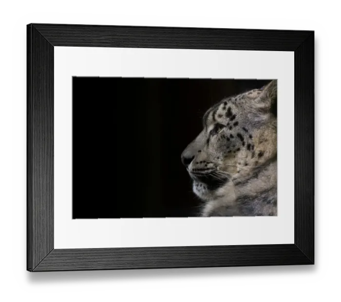 Framed Print : Snow leopard (Panthera uncia) female, captive Framed Print : Snow leopard (Panthera uncia) female, captive