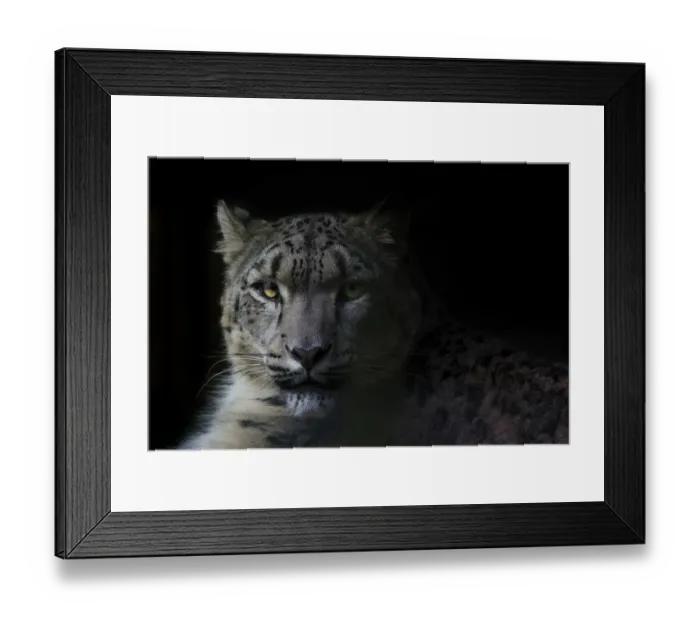 Framed Print : RF - Snow leopard (Panthera uncia) female, portrait with black background, captive