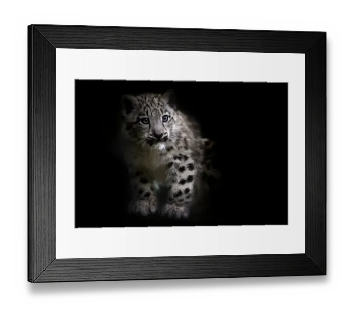 Framed Print : RF - Snow leopard (Panthera uncia) cub age three months, captive Framed Print : RF - Snow leopard (Panthera uncia) cub age three months, captive