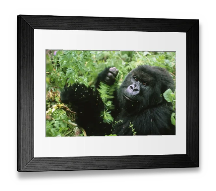 Framed Print : Male Mountain gorilla (Gorilla beringei) eating vegetation, Rwanda, Central Africa Framed Print : Male Mountain gorilla (Gorilla beringei) eating vegetation, Rwanda, Central Africa