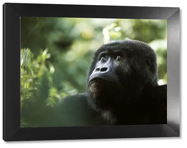 Blackback Eastern lowland gorilla {Gorilla beringei graueri} Kahuzi Biega, Congo