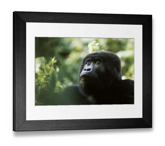 Framed Print : Blackback Eastern lowland gorilla {Gorilla beringei graueri} Kahuzi Biega, Congo Framed Print : Blackback Eastern lowland gorilla {Gorilla beringei graueri} Kahuzi Biega, Congo