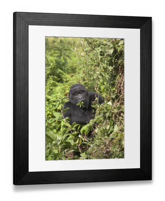 Framed Print : Mountain Gorilla {Gorilla G berengei} adult eating vegetation, Parc National des Volcans Framed Print : Mountain Gorilla {Gorilla G berengei} adult eating vegetation, Parc National des Volcans