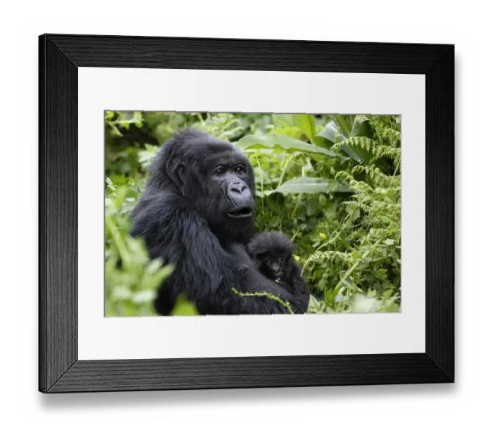 Framed Print : Mountain Gorilla (Gorilla beringei) female holding baby in dense vegetation in Volcanoes Framed Print : Mountain Gorilla (Gorilla beringei) female holding baby in dense vegetation in Volcanoes