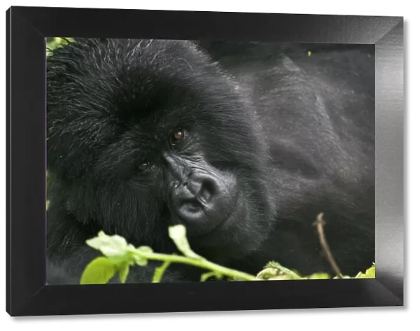 Mountain gorilla {Gorilla berengei berengei} lying down portrait, Parc des Volcans NP