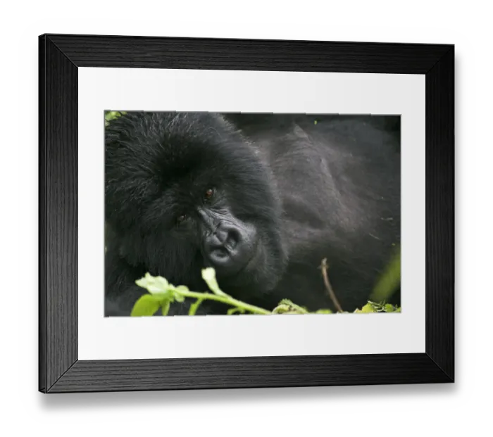 Framed Print : Mountain gorilla {Gorilla berengei berengei} lying down portrait, Parc des Volcans NP Framed Print : Mountain gorilla {Gorilla berengei berengei} lying down portrait, Parc des Volcans NP