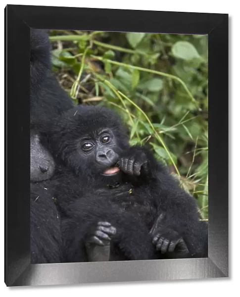 Mountain gorilla {Gorilla beringei} mother holding 10-months infant, Parc National des Volcans