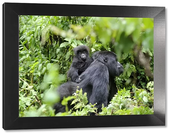 Female Mountain gorilla (Gorilla beringei) carrying baby on her back, Volcanoes National Park