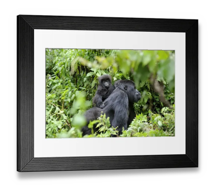 Framed Print : Female Mountain gorilla (Gorilla beringei) carrying baby on her back, Volcanoes National Park Framed Print : Female Mountain gorilla (Gorilla beringei) carrying baby on her back, Volcanoes National Park
