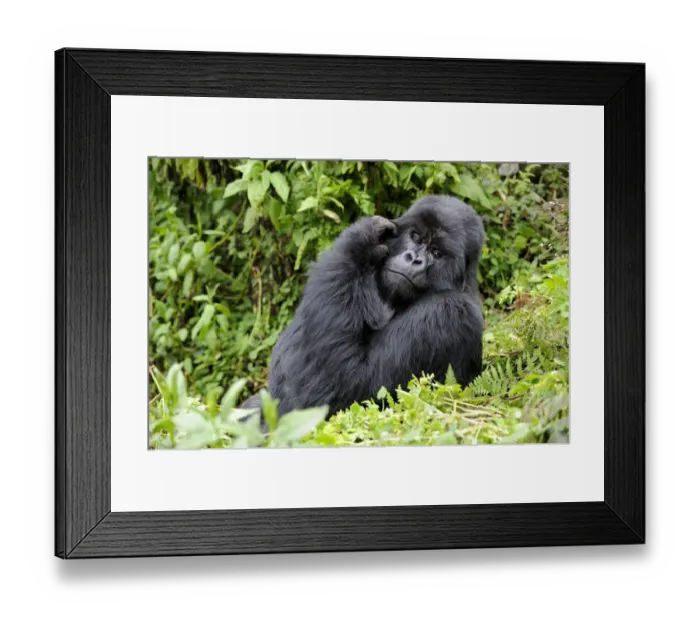 Framed Print : Male silverback Mountain gorilla (Gorilla beringei) scratching face, Volcanoes National Park Framed Print : Male silverback Mountain gorilla (Gorilla beringei) scratching face, Volcanoes National Park