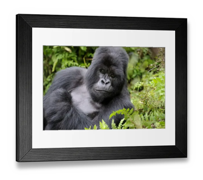 Framed Print : Male silverback Mountain gorilla (Gorilla beringei) resting, Volcanoes National Park Framed Print : Male silverback Mountain gorilla (Gorilla beringei) resting, Volcanoes National Park