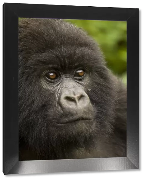 Mountain gorilla {Gorilla beringei} portrait, Volcans NP, Rwanda