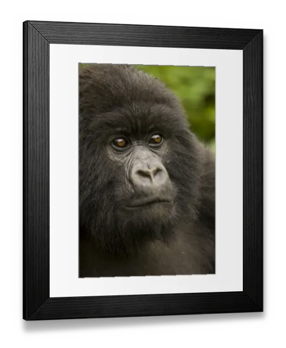 Framed Print : Mountain gorilla {Gorilla beringei} portrait, Volcans NP, Rwanda Framed Print : Mountain gorilla {Gorilla beringei} portrait, Volcans NP, Rwanda