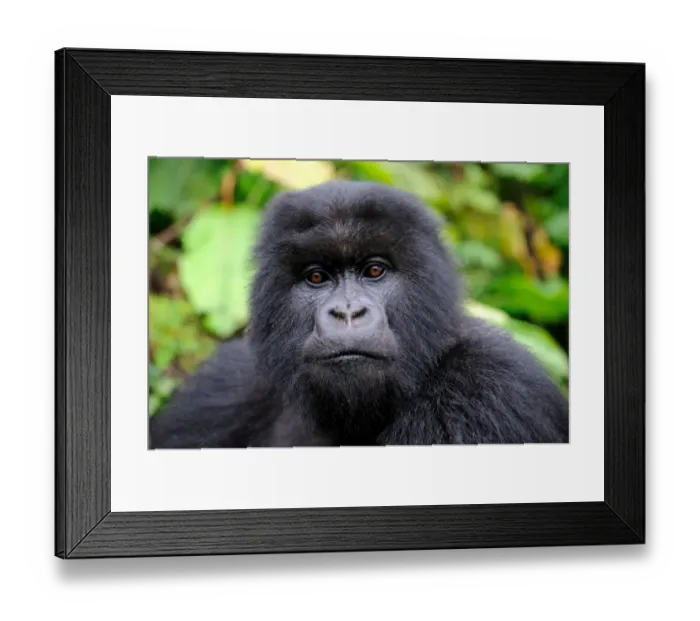 Framed Print : Subadult Mountain gorilla (Gorilla beringei) portrait, Volcanoes National Park, Rwanda Framed Print : Subadult Mountain gorilla (Gorilla beringei) portrait, Volcanoes National Park, Rwanda