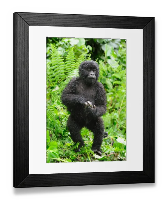 Framed Print : Young Mountain gorilla standing up in the rain (Gorilla beringei beringei) Volcanoes National Park Framed Print : Young Mountain gorilla standing up in the rain (Gorilla beringei beringei) Volcanoes National Park
