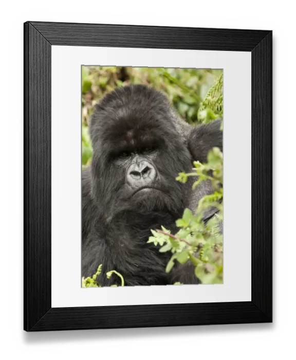 Framed Print : Mountain gorilla (Gorilla beringei beringei) Amahoro group, silverback, portrait Framed Print : Mountain gorilla (Gorilla beringei beringei) Amahoro group, silverback, portrait