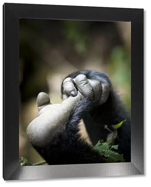 Eastern lowland gorilla (Gorilla beringei graueri) hand and foot of young gorilla