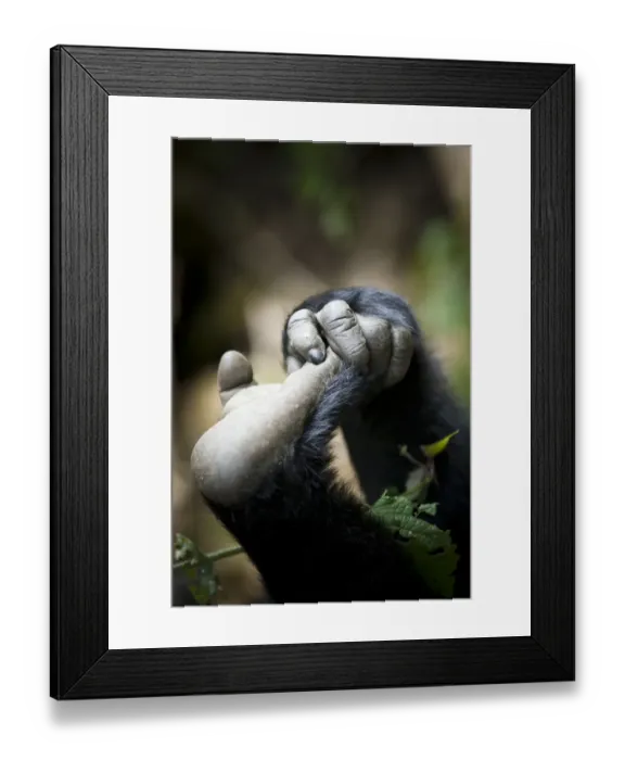 Framed Print : Eastern lowland gorilla (Gorilla beringei graueri) hand and foot of young gorilla Framed Print : Eastern lowland gorilla (Gorilla beringei graueri) hand and foot of young gorilla