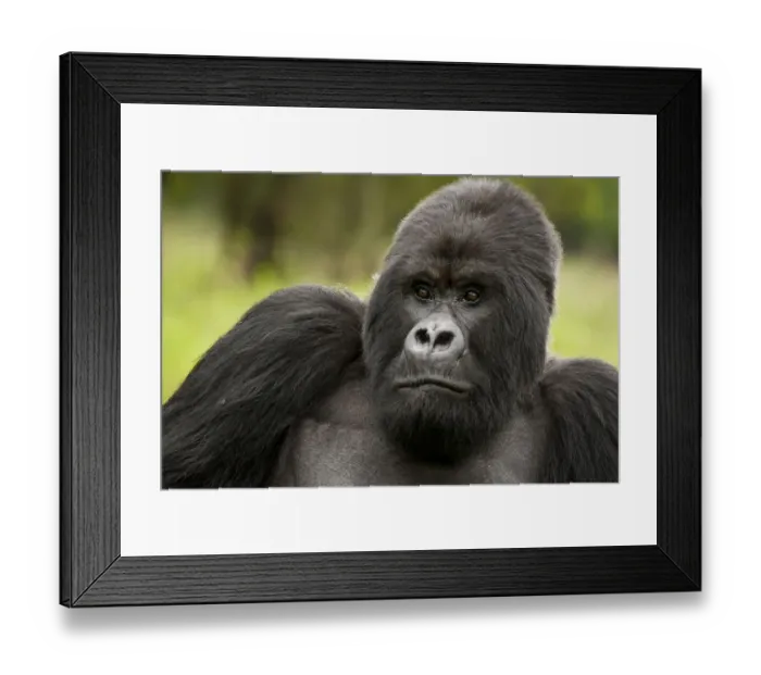 Framed Print : Mountain Gorilla (Gorilla beringei beringei) Sabyinyo Group, Silverback sitting in meadow Framed Print : Mountain Gorilla (Gorilla beringei beringei) Sabyinyo Group, Silverback sitting in meadow