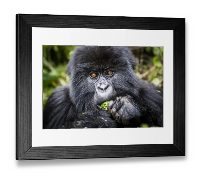 Framed Print : Mountain gorilla (Gorilla beringei) young eating plant, Bwenge group, slope of the Karisoke Volcano Framed Print : Mountain gorilla (Gorilla beringei) young eating plant, Bwenge group, slope of the Karisoke Volcano