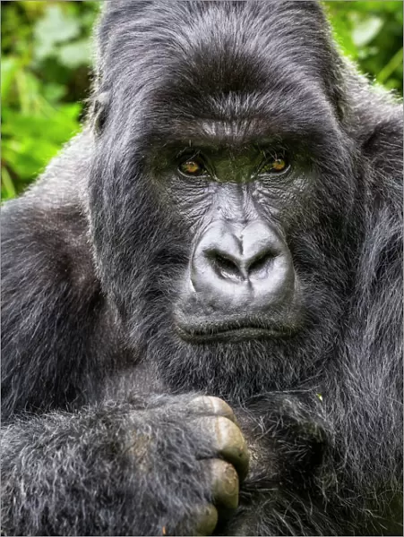 Mountain gorilla (Gorilla gorilla beringei) silverback Gihishamwotsi displaying, non group dominant