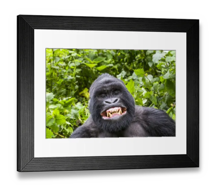 Framed Print : Mountain gorilla (Gorilla gorilla beringei) silverback Gihishamwotsi displaying, non group dominant Framed Print : Mountain gorilla (Gorilla gorilla beringei) silverback Gihishamwotsi displaying, non group dominant