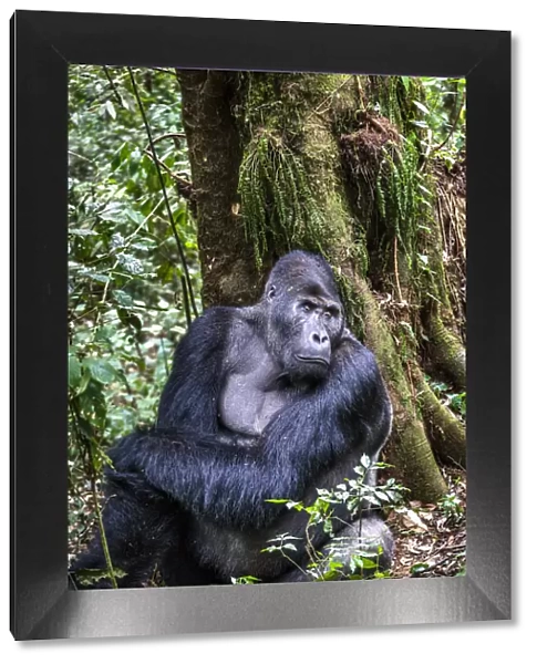 Eastern lowland gorilla (Gorilla beringei graueri) silverback named Chimanuka, Kahuzi-Biega