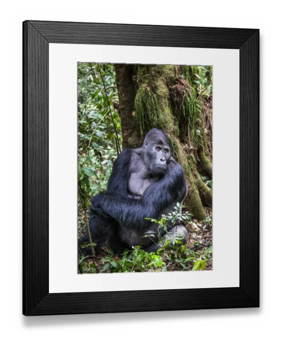 Framed Print : Eastern lowland gorilla (Gorilla beringei graueri) silverback named Chimanuka, Kahuzi-Biega Framed Print : Eastern lowland gorilla (Gorilla beringei graueri) silverback named Chimanuka, Kahuzi-Biega