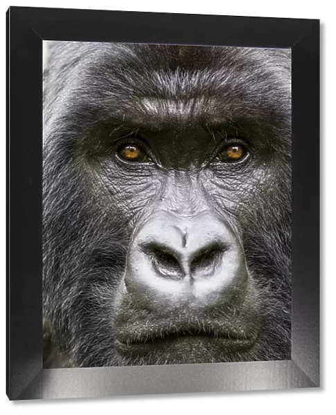 Mountain gorilla (Gorilla gorilla beringei) head portrait of Silverback Gihishamwotsi