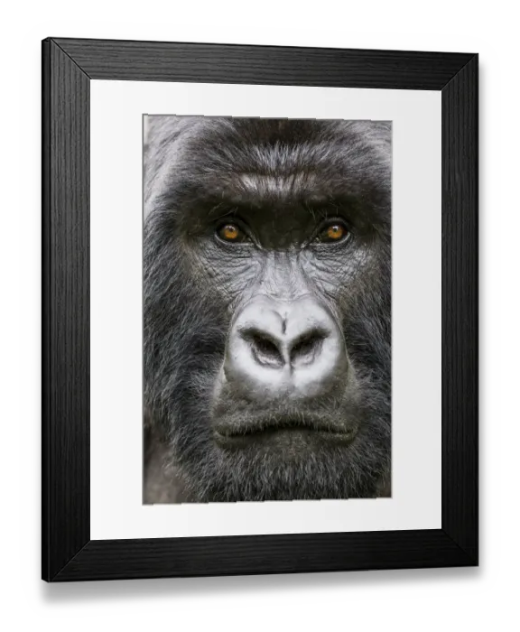 Framed Print : Mountain gorilla (Gorilla gorilla beringei) head portrait of Silverback Gihishamwotsi Framed Print : Mountain gorilla (Gorilla gorilla beringei) head portrait of Silverback Gihishamwotsi