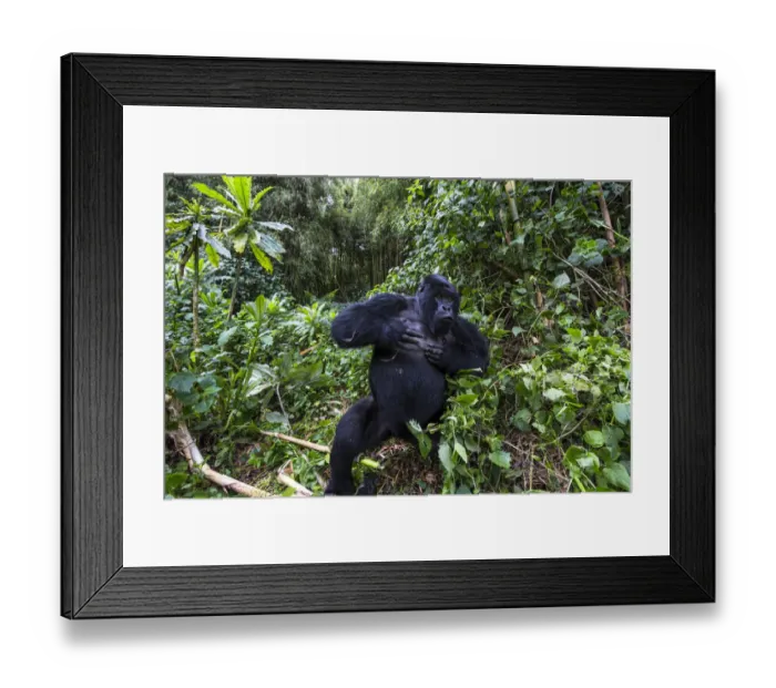 Framed Print : Mountain gorilla (Gorilla gorilla beringei) blackback Shirimpumu displaying, non dominant male Framed Print : Mountain gorilla (Gorilla gorilla beringei) blackback Shirimpumu displaying, non dominant male