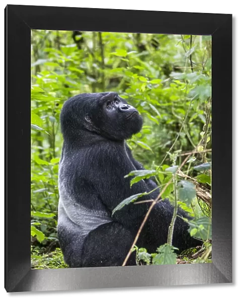 Mountain gorilla (Gorilla beringei) silverback dominant male sitting portrait, Kwitonda Group