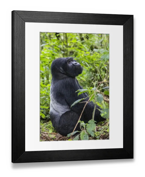 Framed Print : Mountain gorilla (Gorilla beringei) silverback dominant male sitting portrait, Kwitonda Group Framed Print : Mountain gorilla (Gorilla beringei) silverback dominant male sitting portrait, Kwitonda Group