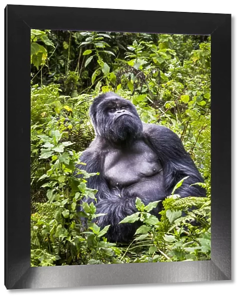 Mountain gorilla (Gorilla beringei) silverback at rest (named Munyinya), Hirwa group