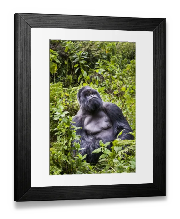 Framed Print : Mountain gorilla (Gorilla beringei) silverback at rest (named Munyinya), Hirwa group Framed Print : Mountain gorilla (Gorilla beringei) silverback at rest (named Munyinya), Hirwa group