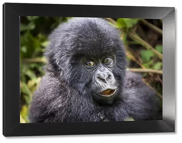 Young Mountain gorilla (Gorilla beringei) this is Gakuru, one of 2 twin infants