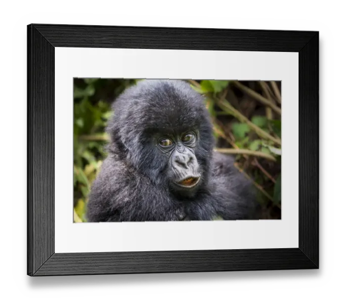 Framed Print : Young Mountain gorilla (Gorilla beringei) this is Gakuru, one of 2 twin infants Framed Print : Young Mountain gorilla (Gorilla beringei) this is Gakuru, one of 2 twin infants