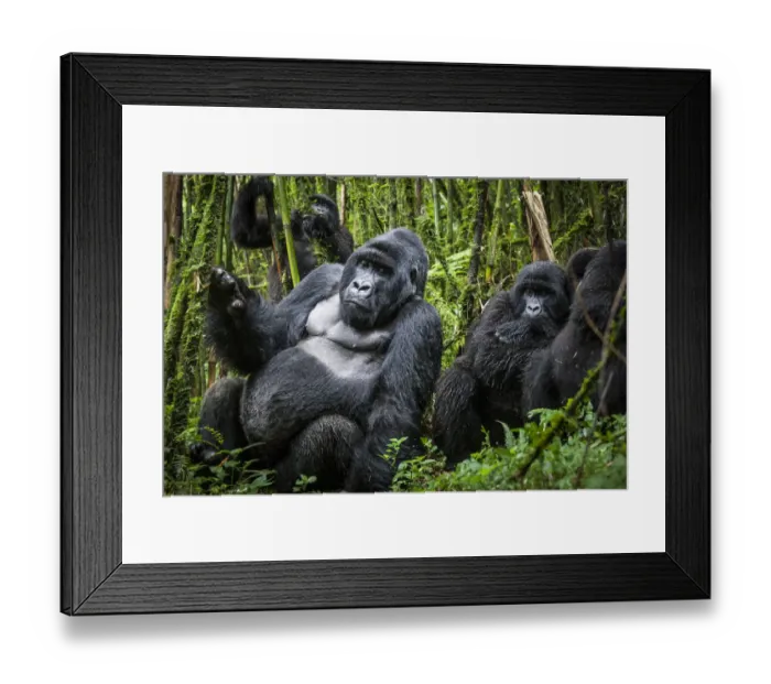 Framed Print : Mountain gorillas (Gorilla beringei) silverback with others, Agashya Group (Former Framed Print : Mountain gorillas (Gorilla beringei) silverback with others, Agashya Group (Former