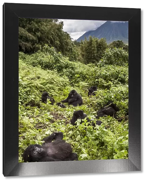 Mountain gorillas (Gorilla beringei) Agashya Group resting on hillside (Former 13 Group)